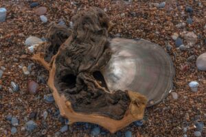 A piece of driftwood next to a seashell.